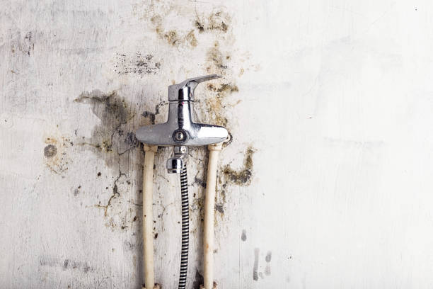 Reliable Limestone, IL Mold Remediation Solutions
