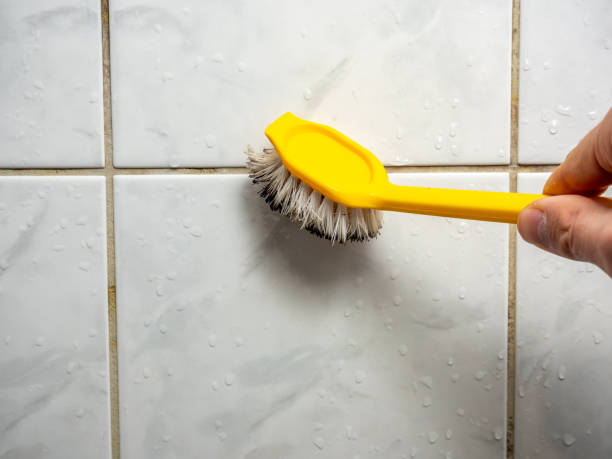 Best Basement Mold Remediation in Limestone, IL