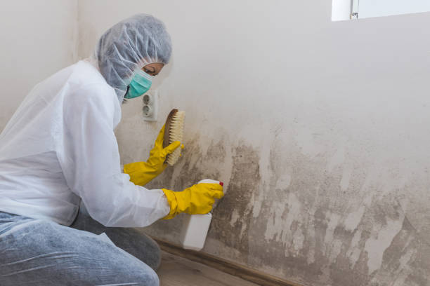 Best HVAC Mold Remediation in Limestone, IL