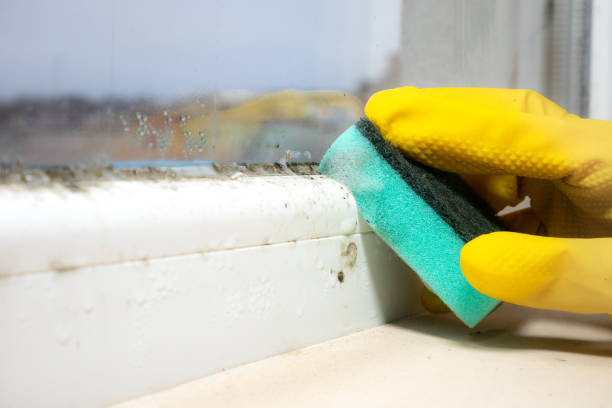 Best Residential Mold Remediation in Limestone, IL