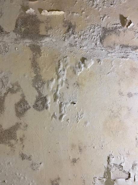 Best Basement Mold Remediation in Limestone, IL