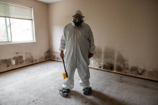 Best DIY Mold Remediation Support Services in Limestone, IL
