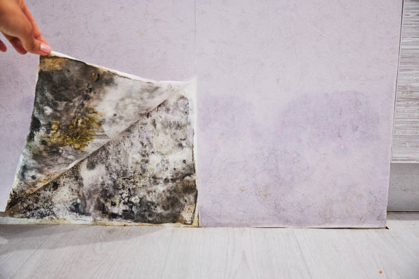 Best Post-Flood Mold Remediation in Limestone, IL